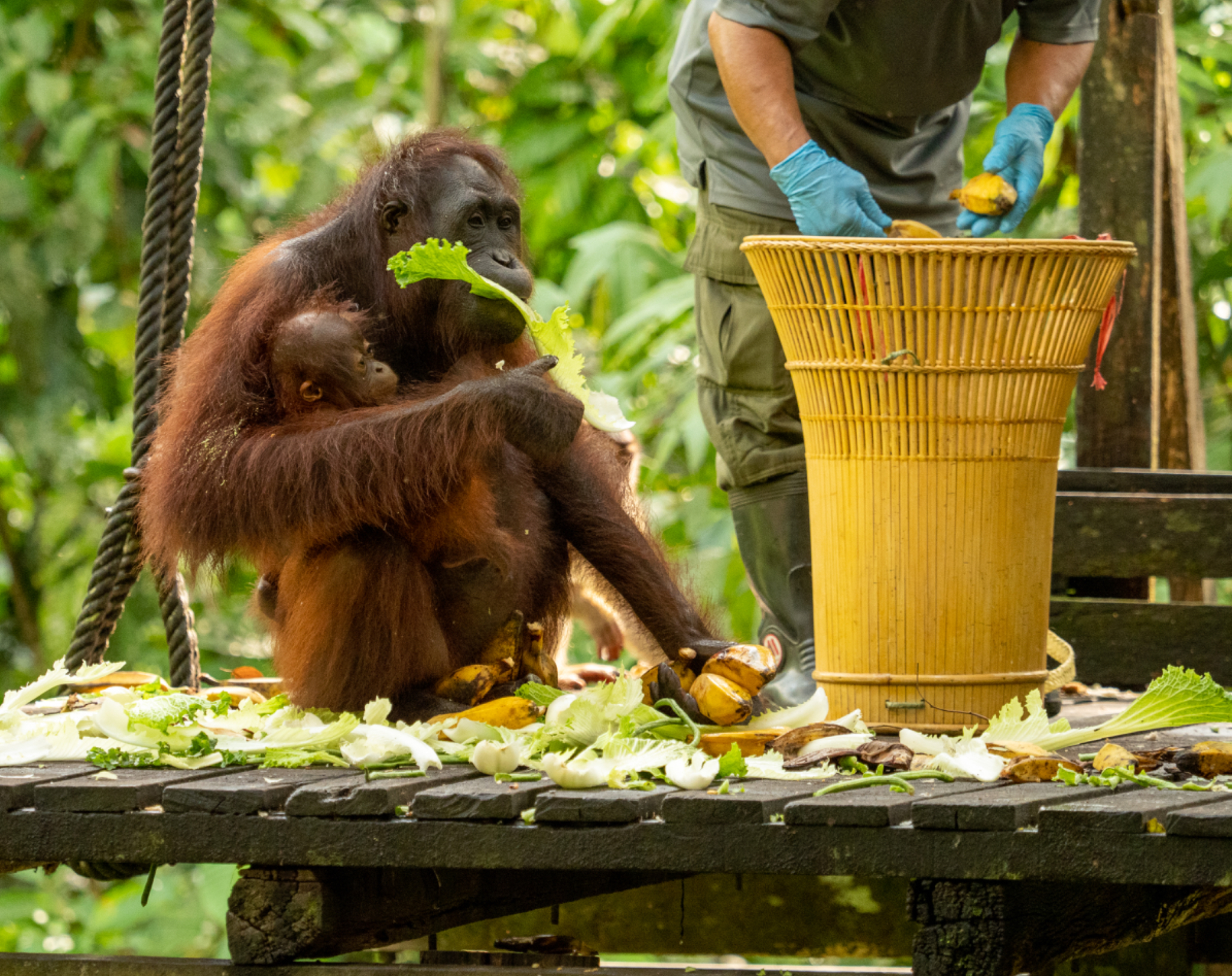Orangutan with baby feeding